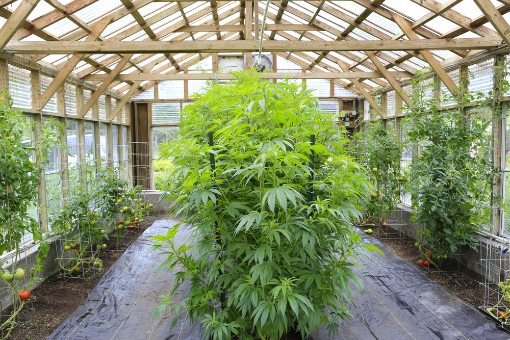Healthy foods and medical marijuana in greenhouse